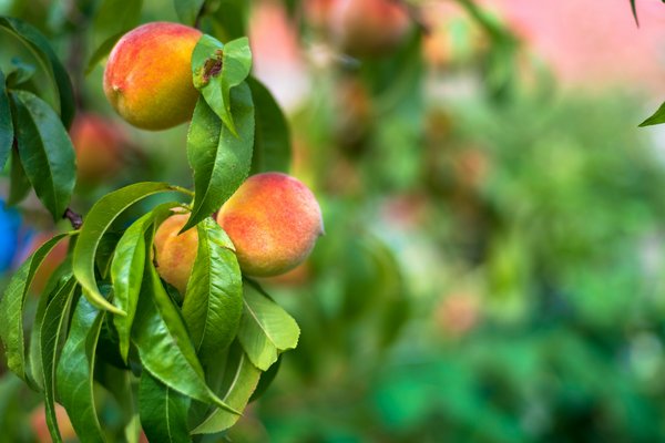 What's the Most Effective Organic Treatment for Leaf Curl on Peach Trees in Southeast UK?