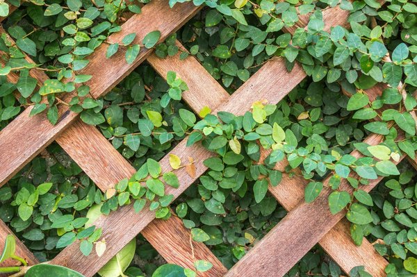 How do you create a wind-resistant trellis for climbing plants in a Scottish coastal garden?