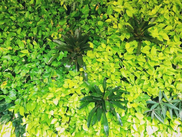 How to Choose the Right Balcony Pots for Your Plants